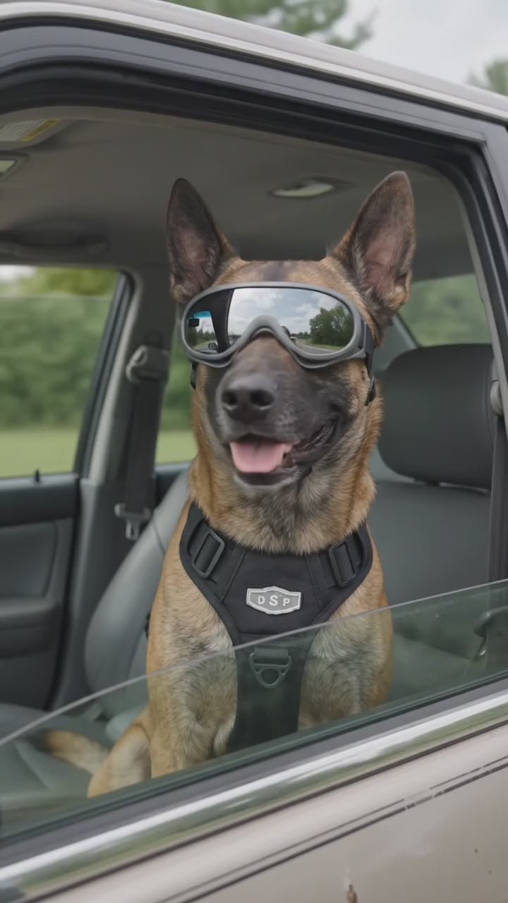 DSP DOG Sun glasses